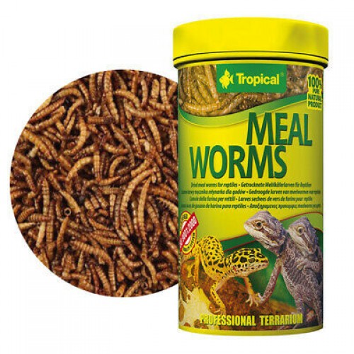 Tropical Meal Worms Kurutulmuş Un Kurdu 250 ML 30GR